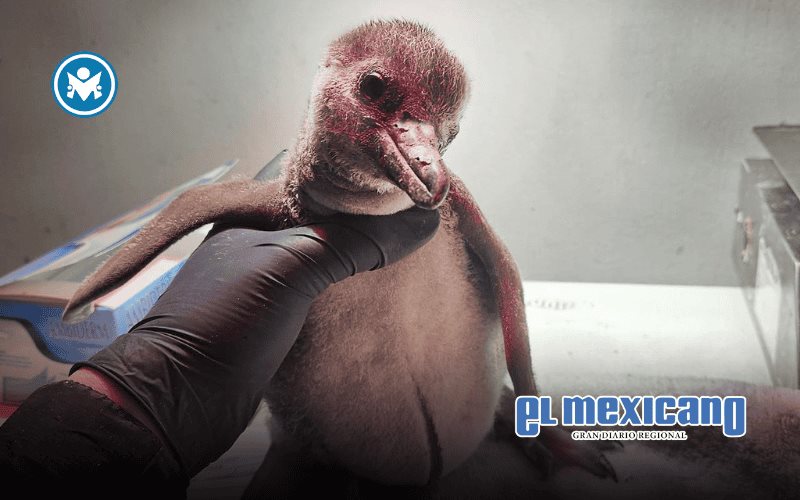 Gran Acuario Mazatlán celebra el nacimiento de un pingüino de Humboldt