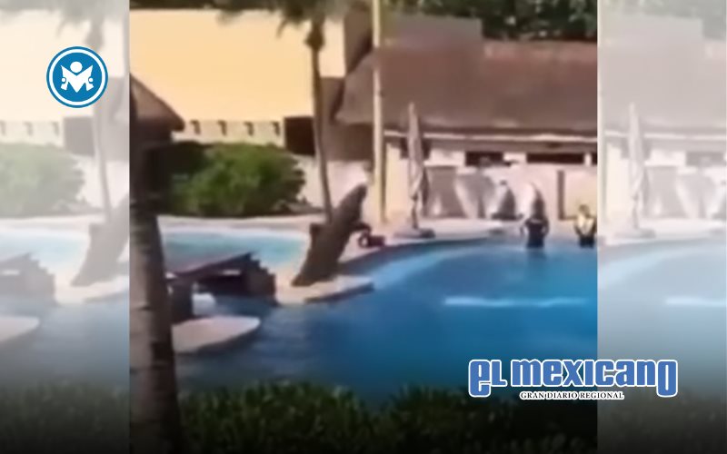 Delfín muere tras caer fuera de una piscina en Playa del Cármen