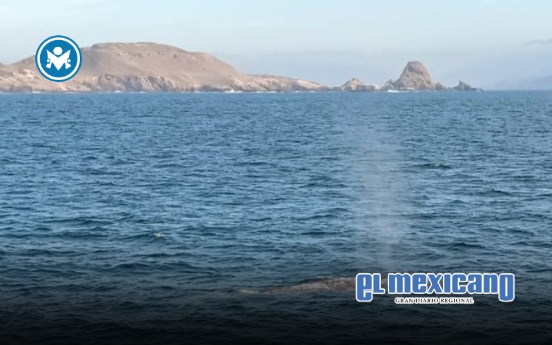 SEPESCA invita al avistamiento de la ballena gris