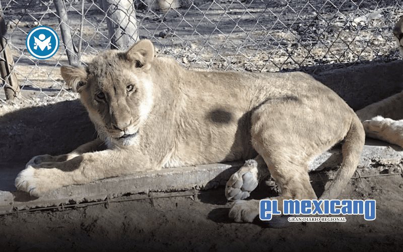 Pide Santuario Ostok apoyo para mantener a 11 felinos rescatados en Sinaloa Pide Santuario Ostok apoyo para mantener a 11 felinos rescatados en Sinaloa
