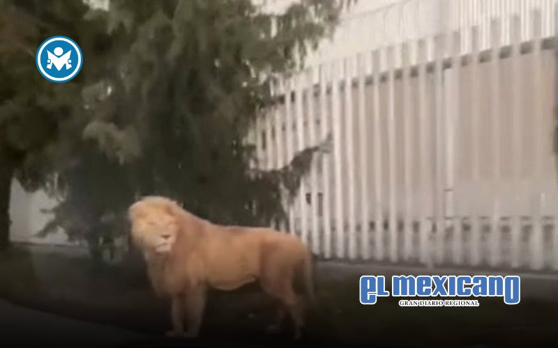 León estuvo suelto en Ocoyoacac, Edomex León estuvo suelto en Ocoyoacac, Edomex