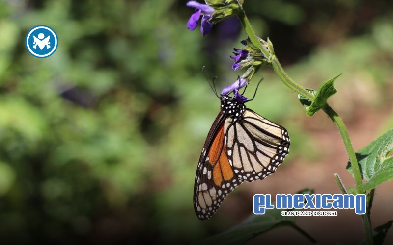 Suma esfuerzo Nación Verde para salvar el santuario de la mariposa monarca