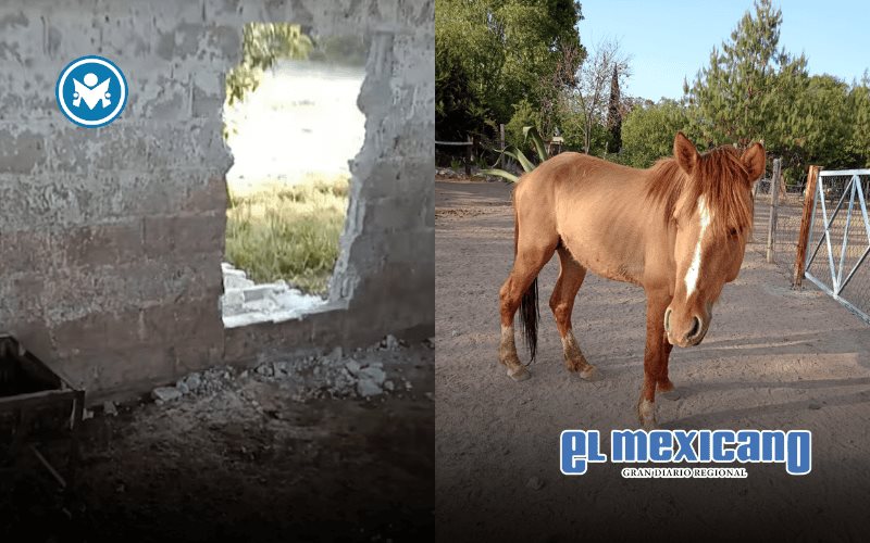 Burrolandia denuncia el robo de burritos y caballos; piden ayuda para localizarlos
