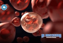 Crisis ganadera pone en jaque a productores pecuarios por desplome de precios: NexusAgronegocios