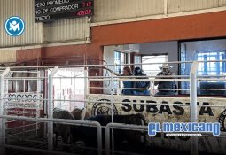 Gracias a que se acabó el régimen de corrupción y privilegios, en enero 2025 recaudación cumplió al 100.2% con Ley de Ingresos: Sheinbaum