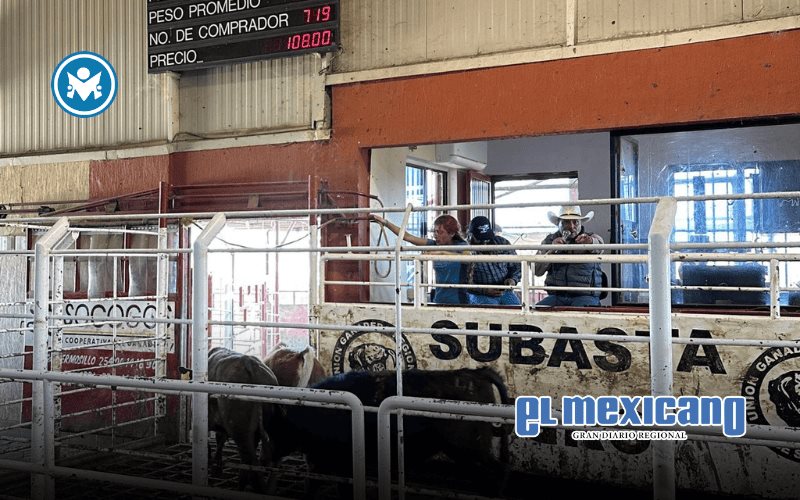 Crisis ganadera pone en jaque a productores pecuarios por desplome de precios: NexusAgronegocios