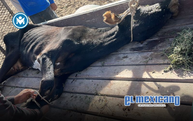 Sequía pone en riesgo la vida de miles de animales y la supervivencia de ranchos históricos Sequía pone en riesgo la vida de miles de animales y la supervivencia de ranchos históricos