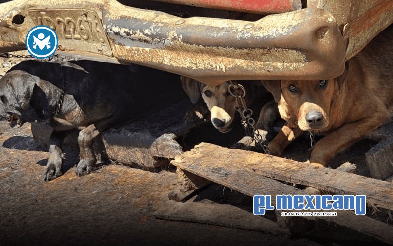 100 perros en condiciones deplorables, son rescatados en Edomex