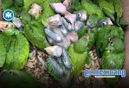 Cae el Gordo Jr. en Morelos; buscado en EU y ligado a atentado contra Harfuch Cae el Gordo Jr. en Morelos; buscado en EU y ligado a atentado contra Harfuch