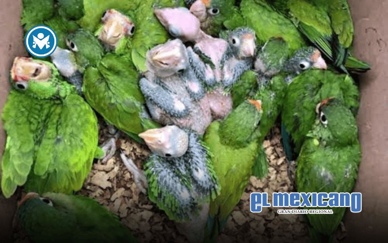 Ante la grave situación ambiental, exigimos al Partido Verde que deje de hacerse el verde. Ante la grave situación ambiental, exigimos al Partido Verde que deje de hacerse el verde.