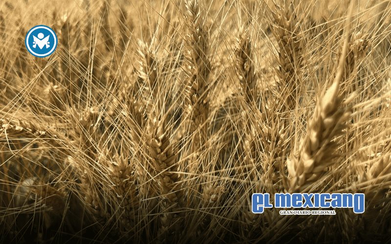 Aranceles de EE.UU. podrían causar recesión en el sector agroalimentario de México Aranceles de EE.UU. podrían causar recesión en el sector agroalimentario de México