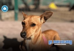 Ensenada impulsa la inclusión deportiva con el curso Construyendo Comunidades Inclusivas Ensenada impulsa la inclusión deportiva con el curso Construyendo Comunidades Inclusivas