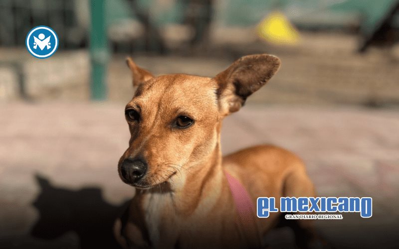 Convoca Gobierno de Ensenada a integrar el Consejo Ciudadano para la Protección y Trato Digno a los Animales