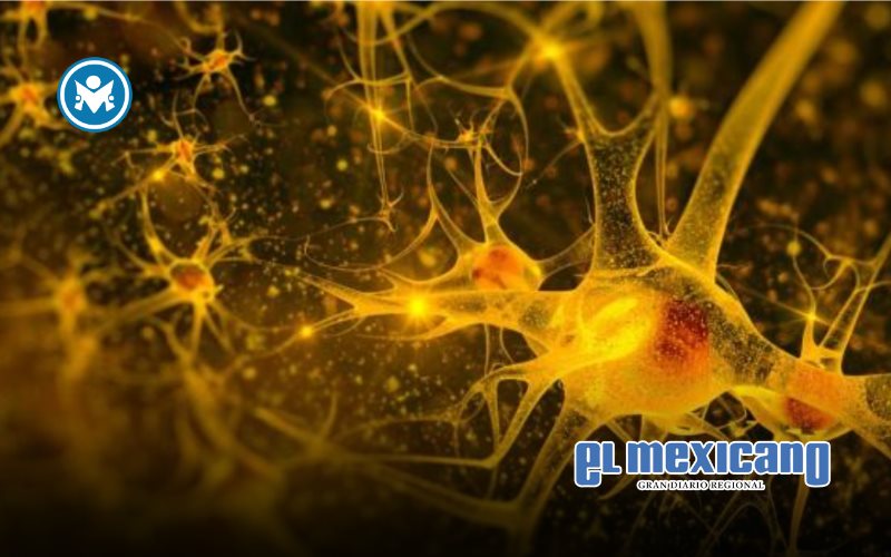 El Cerebro y la Recompensa: Cómo Funciona la Motivación en Decisiones Instantáneas El Cerebro y la Recompensa: Cómo Funciona la Motivación en Decisiones Instantáneas