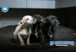 Trabaja Gobierno de Ensenada en proyecto de IA para reconocer los signos de abuso narcisista hacia la mujer: CAM Trabaja Gobierno de Ensenada en proyecto de IA para reconocer los signos de abuso narcisista hacia la mujer: CAM