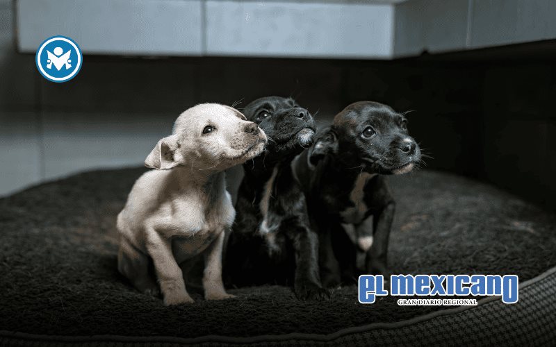 Llama Gobierno de Ensenada a adoptar mascotas Llama Gobierno de Ensenada a adoptar mascotas