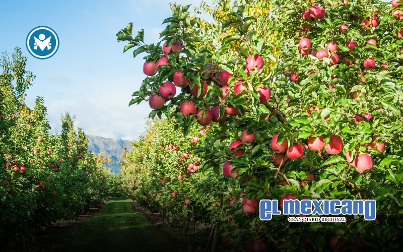 ¿Sabías que vivimos en el único planeta con manzanas? Un viaje a la infancia ¿Sabías que vivimos en el único planeta con manzanas? Un viaje a la infancia