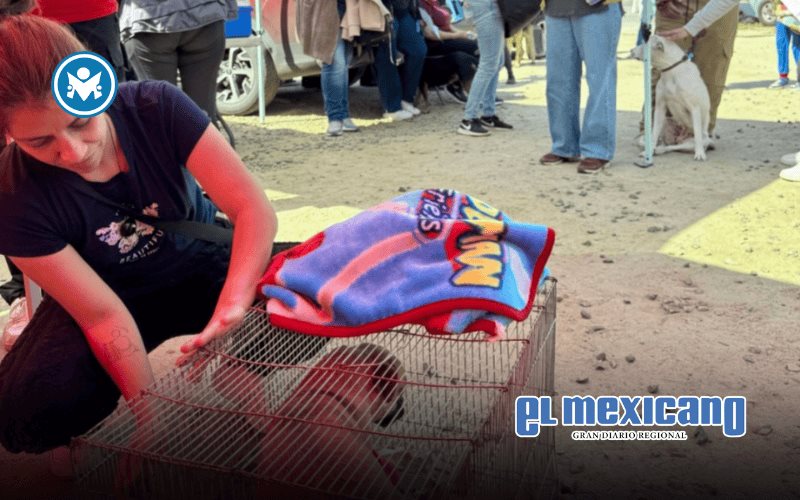 Realiza Gobierno de Ensenada jornada de esterilización de mascotas