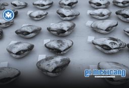 Participa DIF Ensenada en XXXIX Asamblea Nacional Infancia Protegida: Futuro Seguro Participa DIF Ensenada en XXXIX Asamblea Nacional Infancia Protegida: Futuro Seguro