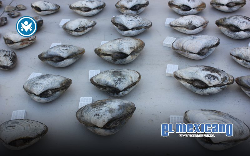 Destaca la SEPESCA BC sabor con historia de la almeja pismo