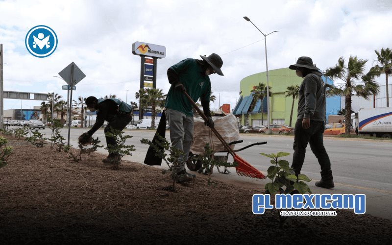 Transforman más de 3 mil pinos navideños en infraestructura verde para Tijuana Transforman más de 3 mil pinos navideños en infraestructura verde para Tijuana