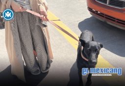 Reconoce Federación de Colegios Veterinarios a Marina del Pilar por la reforma que garantiza bienestar integral a los animales