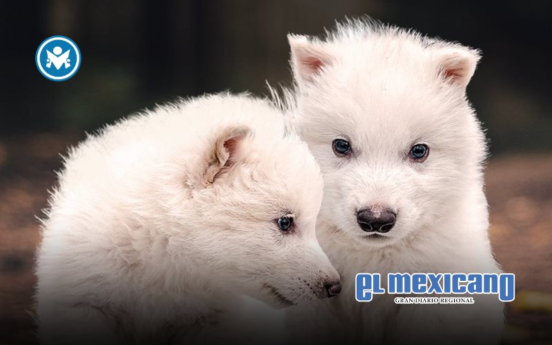 Rómulo, Remo y Khaleesi: Reviven al lobo terrible tras 10 mil años de extinción