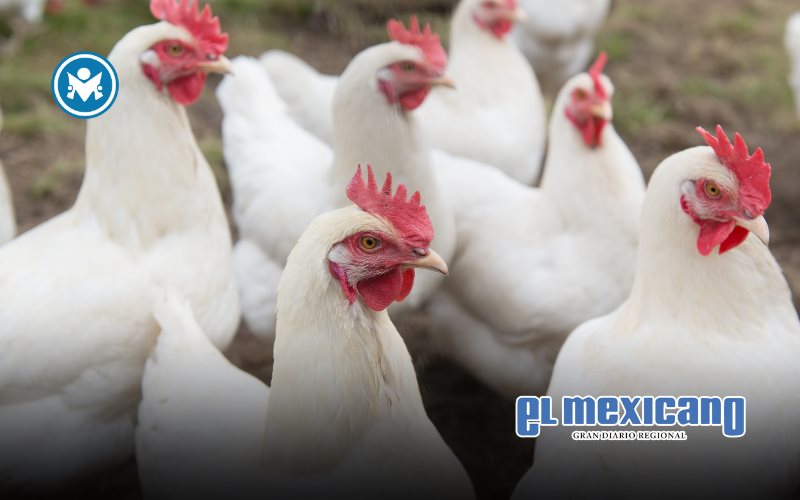 Niña en Coahuila infectada con influenza aviar H5N1, pierde la vida Niña en Coahuila infectada con influenza aviar H5N1, pierde la vida