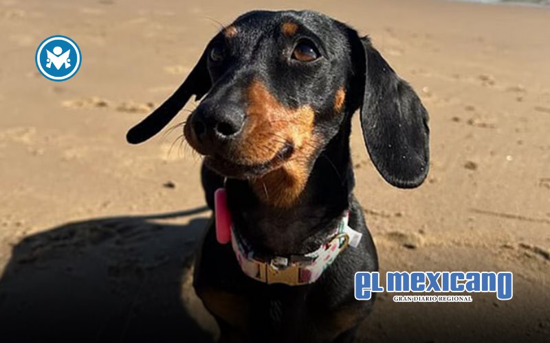 Perro salchicha sobrevive a 18 meses en la naturaleza en Australia Perro salchicha sobrevive a 18 meses en la naturaleza en Australia