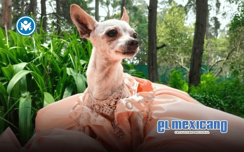 Festejan a Chihuahua sus XV Años con vestido y fiesta