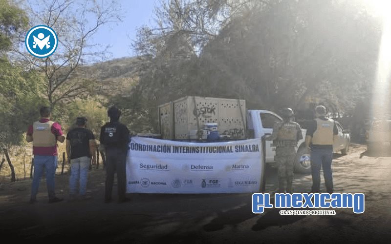 14 tigres fueron decomisados en Sinaloa; investigan vínculo con el crimen organizado 14 tigres fueron decomisados en Sinaloa; investigan vínculo con el crimen organizado