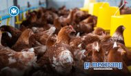 Detectan brote de gripe aviar AH7N3 en granja de Nuevo León