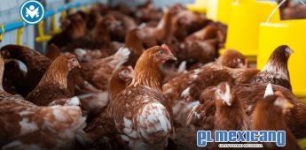 Detectan brote de gripe aviar AH7N3 en granja de Nuevo León