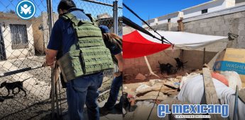 Rescata FGE a cuatro caninos durante un cateo en el Fraccionamiento Villas Lomas Altas Rescata FGE a cuatro caninos durante un cateo en el Fraccionamiento Villas Lomas Altas