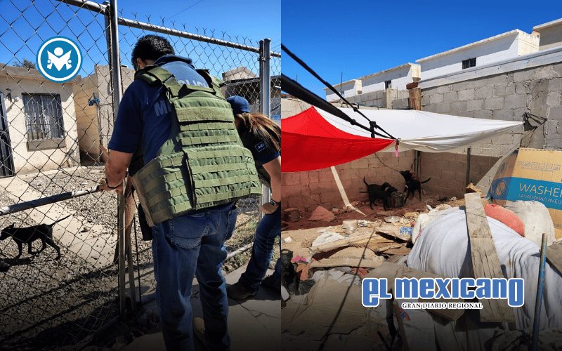 Rescata FGE a cuatro caninos durante un cateo en el Fraccionamiento Villas Lomas Altas