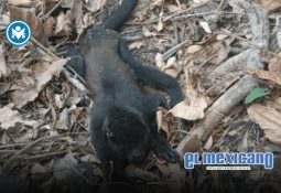 SMN emite alerta por mínimas de -10 °C y lluvias intensas en México SMN emite alerta por mínimas de -10 °C y lluvias intensas en México