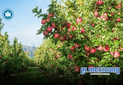 Hallan sin vida a 13 mineros secuestrados en Perú Hallan sin vida a 13 mineros secuestrados en Perú