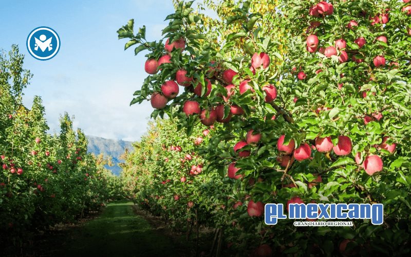 Del &aacute;rbol a tu mesa: Donde nace una manzana, nace un homenaje a la madre tierra