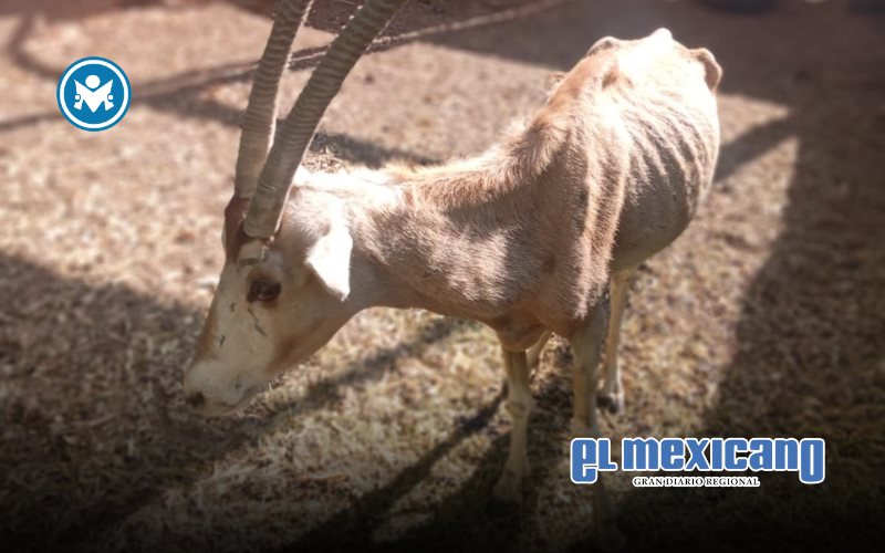 "Es grave la ignorancia sobre cómo cuidar a la fauna que habita en zoológicos" "Es grave la ignorancia sobre cómo cuidar a la fauna que habita en zoológicos"
