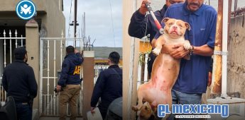 Rescatan a ocho perros víctimas de maltrato en la colonia Obrera