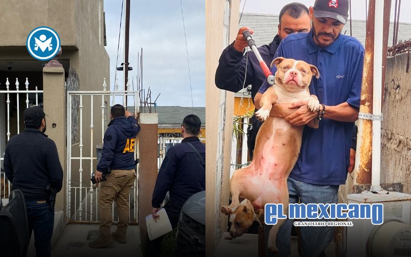 Rescatan a ocho perros víctimas de maltrato en la colonia Obrera