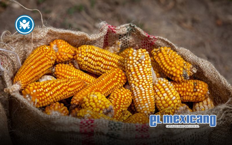Rescata sector agropecuario la economía nacional pese a la crisis en el maíz Rescata sector agropecuario la economía nacional pese a la crisis en el maíz