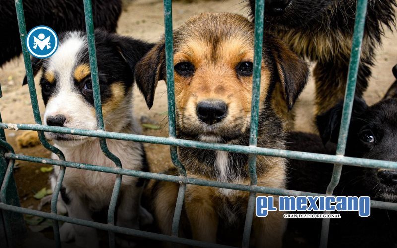 Cuenta el Centro de Atenci&oacute;n Canina y Felina con 27 mascotas en adopci&oacute;n