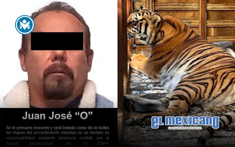 FGR asegura especies ex&oacute;ticas y armas durante cateo en la colonia Buena Vista