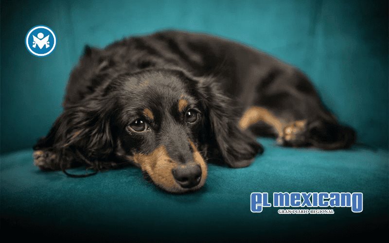 No todos los perros son pet friendly: Conoce las razones y cómo ayudarlos No todos los perros son pet friendly: Conoce las razones y cómo ayudarlos