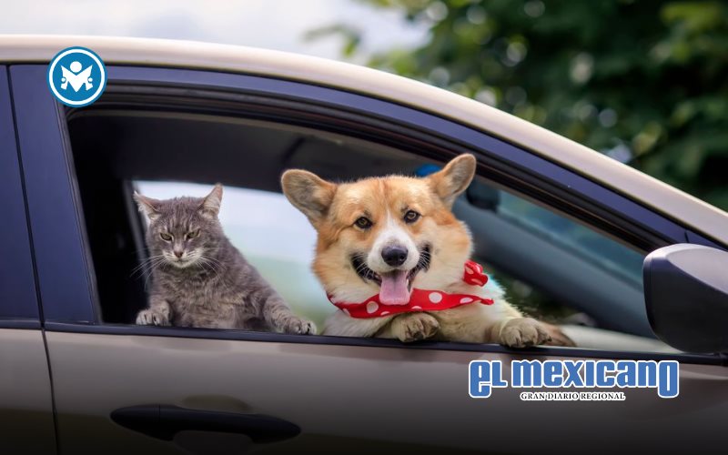 Uber Pet llega a Tijuana: ahora puedes viajar con tu mascota Uber Pet llega a Tijuana: ahora puedes viajar con tu mascota