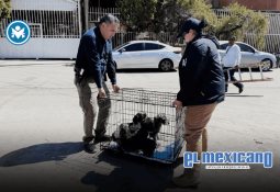 Asesinan a hombre de origen polaco en la colonia Granjas Familiares