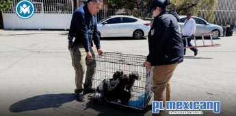 Rescatan a cuatro perros en abandono durante cateo en Tecate