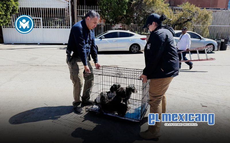 Rescatan a cuatro perros en abandono durante cateo en Tecate Rescatan a cuatro perros en abandono durante cateo en Tecate