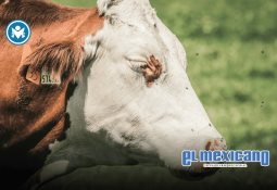 TL redefine su modelo de negocio y consolida su expansi&oacute;n como holding estrat&eacute;gico del lujo